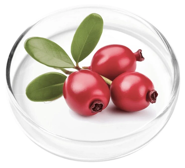 Bearberry leaf