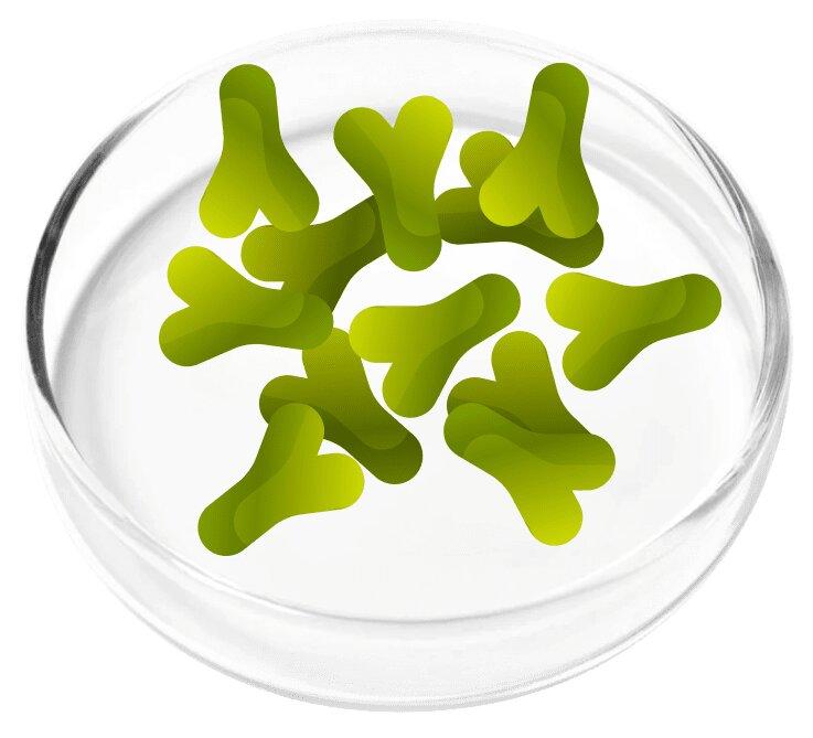 Lactobacillus Acidophilus probiotic