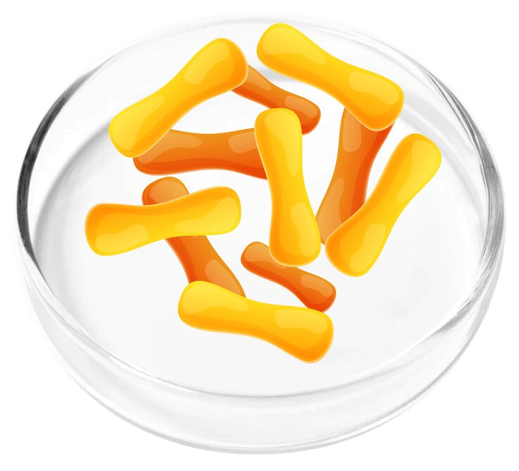 Lactobacillus Casei probiotic