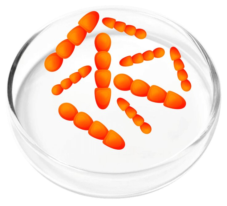 Lactobacillus Crispatus probiotic