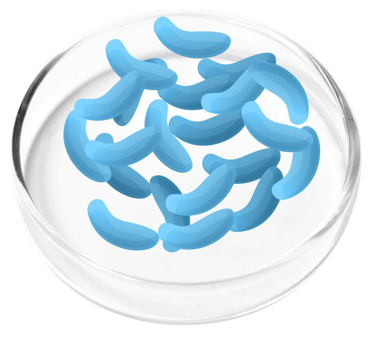 Lactobacillus Gasseri probiotic