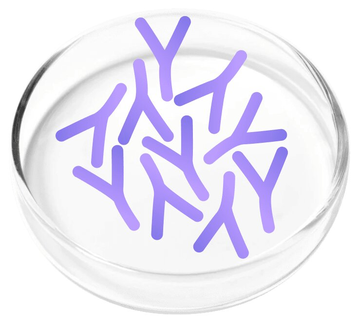 Lactobacillus Plantarum probiotic