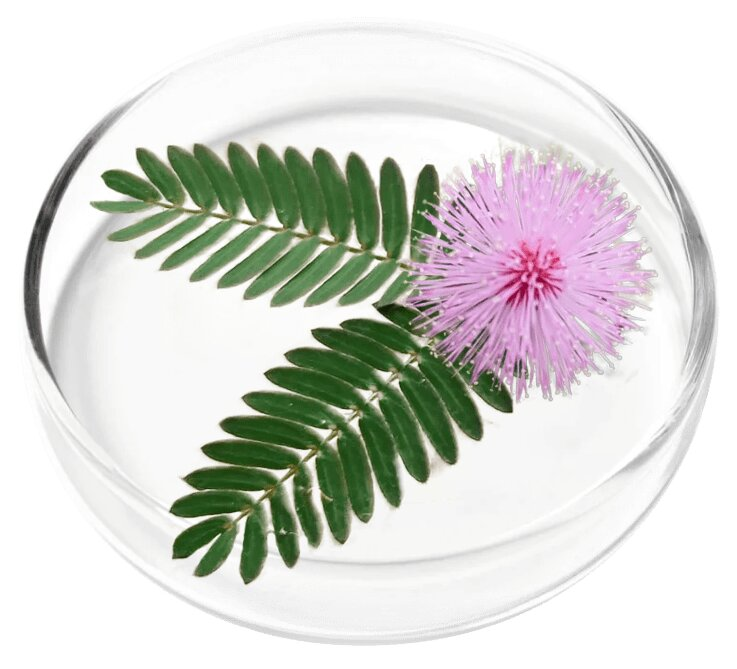 Mimosa Pudica herb